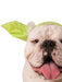 Buy Yoda Pet Headband - Disney Star Wars from Costume Super Centre AU