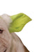 Buy Yoda Pet Headband - Disney Star Wars from Costume Super Centre AU